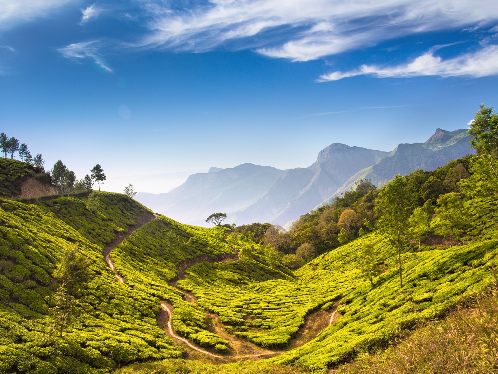 tea-plantations