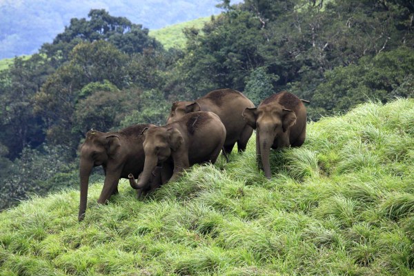 ARALAM WILDLIFE SANCTUARY