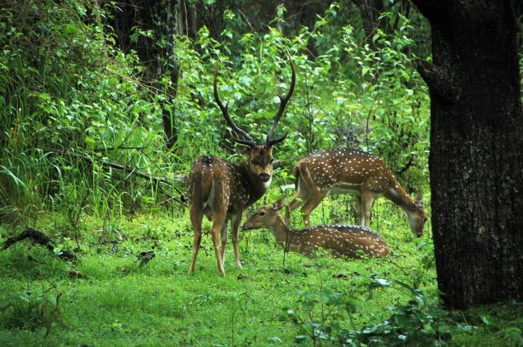 tholpetty wildlife sanctuary